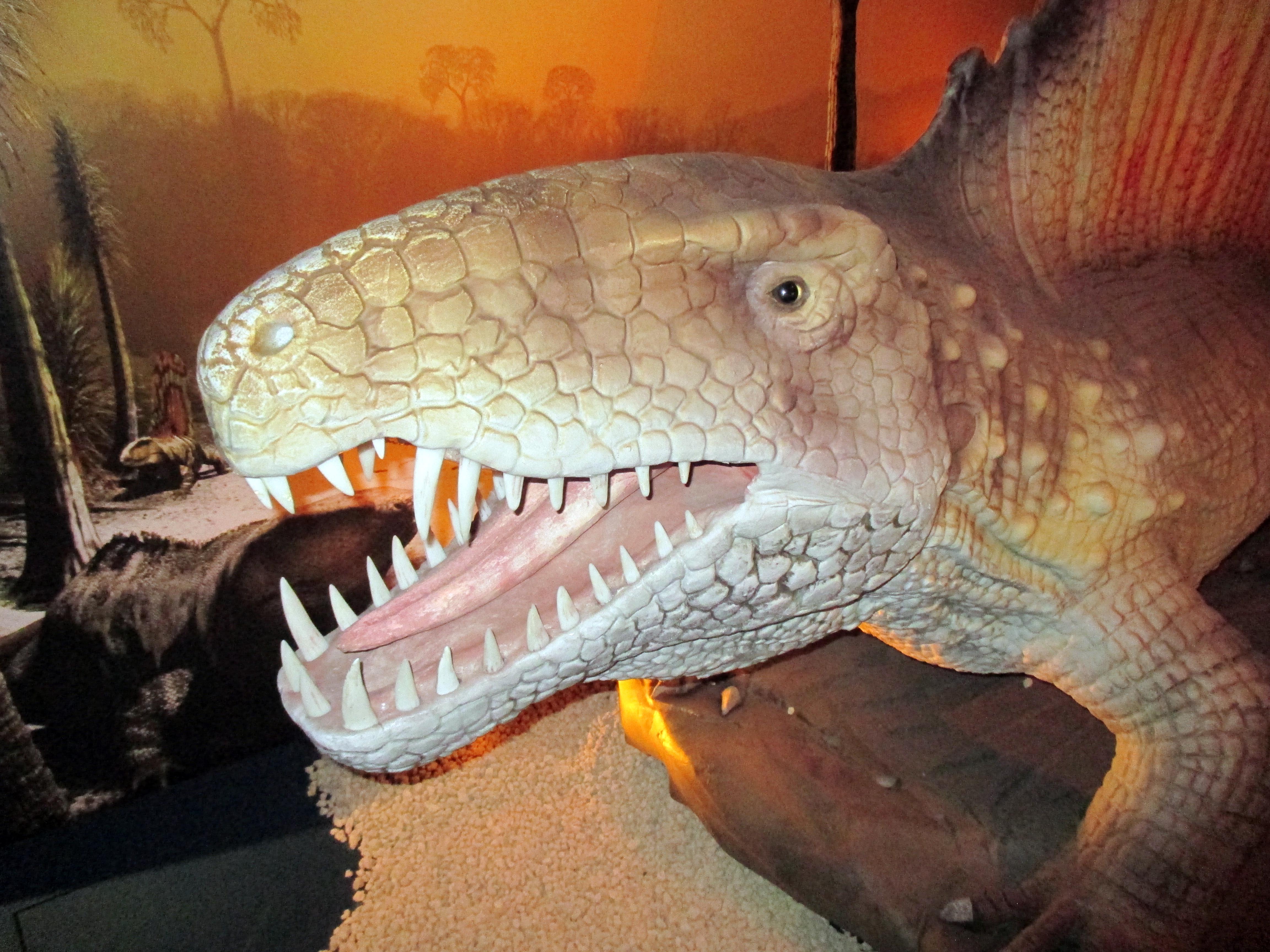 Ancient Animals You’ve Never Seen Friends of Te Papa