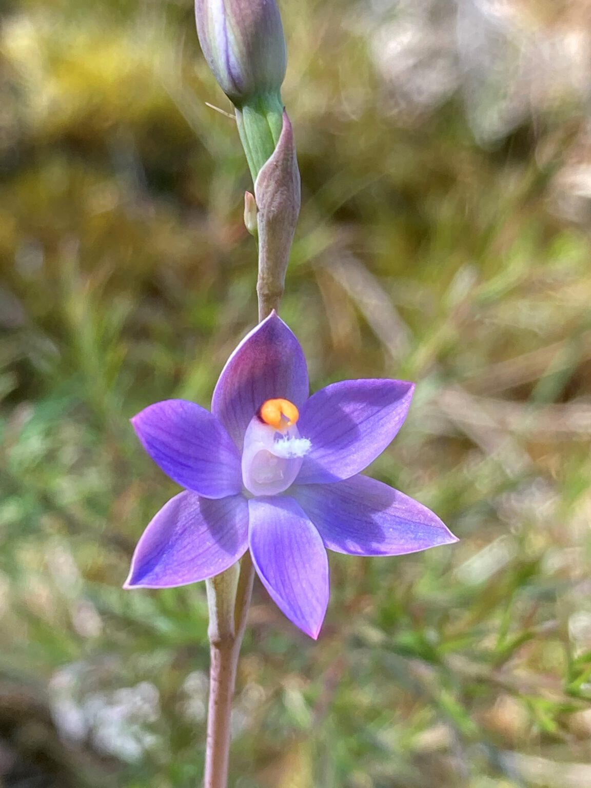 Talk The diversity and conservation of New Zealand orchids Friends